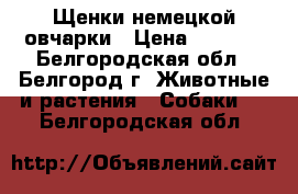  Щенки немецкой овчарки › Цена ­ 5 000 - Белгородская обл., Белгород г. Животные и растения » Собаки   . Белгородская обл.